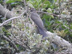 Cuculus poliocephalus