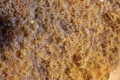 Tomentella ferruginea