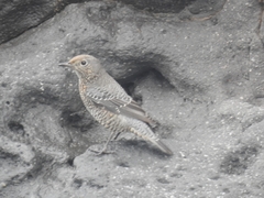 Monticola solitarius