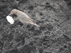 Monticola solitarius