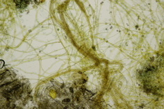 Tomentella ferruginea