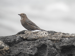 Monticola solitarius