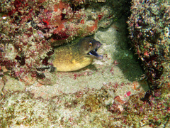 Gymnothorax vicinus