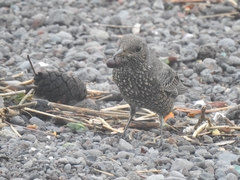 Monticola solitarius