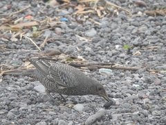 Monticola solitarius