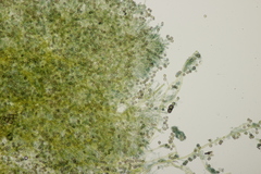 Tomentella ferruginea