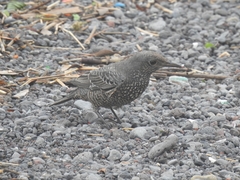 Monticola solitarius