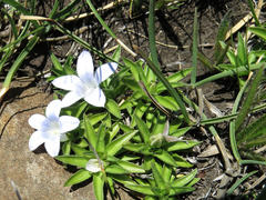 Craterocapsa tarsodes