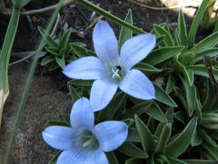 Craterocapsa tarsodes