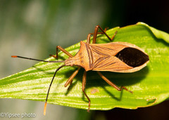 Homoeocerus cletoformis