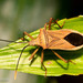 Homoeocerus cletoformis - Photo (c) yipsee, alguns direitos reservados (CC BY-NC), uploaded by yipsee