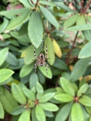 Araneus diadematus