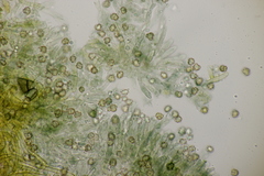 Tomentella ferruginea