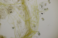 Tomentella ferruginea