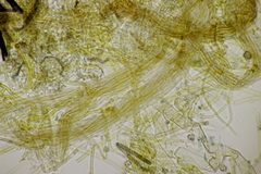 Tomentella ferruginea