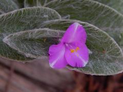 Tradescantia sillamontana