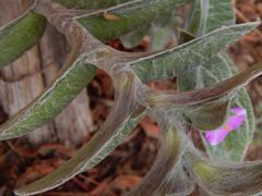Tradescantia sillamontana