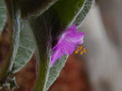 Tradescantia sillamontana
