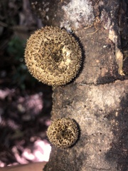 Lentinus stuppeus