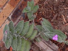 Tradescantia sillamontana