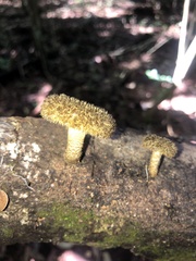 Lentinus stuppeus