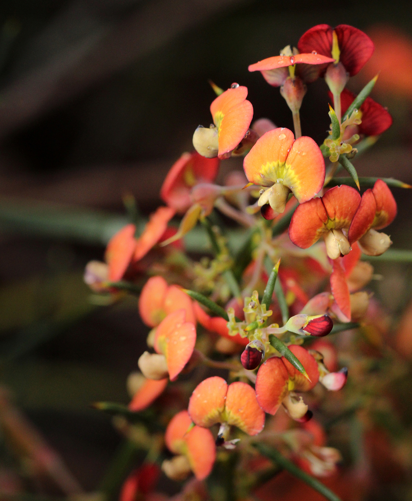 Daviesia inflata