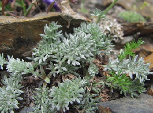 Archanthemis marschalliana