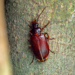 Orthogoniinae