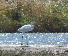 Ardea alba