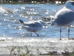 Chroicocephalus ridibundus