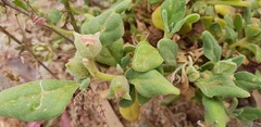 Tetragonia eremaea