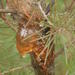 Colletotrichum acutatum - Photo (c) Shaun Swanepoel, algunos derechos reservados (CC BY-NC-SA), subido por Shaun Swanepoel