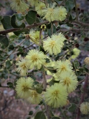 Acacia clandullensis