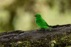 Chlorochrysa phoenicotis