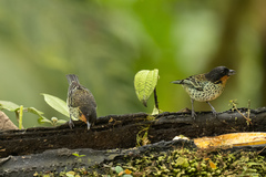 Ixothraupis rufigula