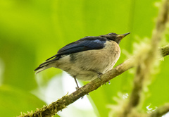 Iridophanes pulcherrimus
