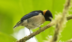 Iridophanes pulcherrimus