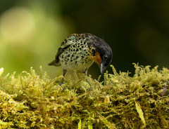 Ixothraupis rufigula