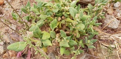Tetragonia eremaea