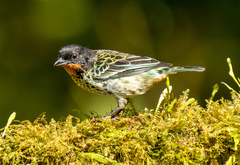 Ixothraupis rufigula