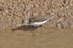 Tringa ochropus