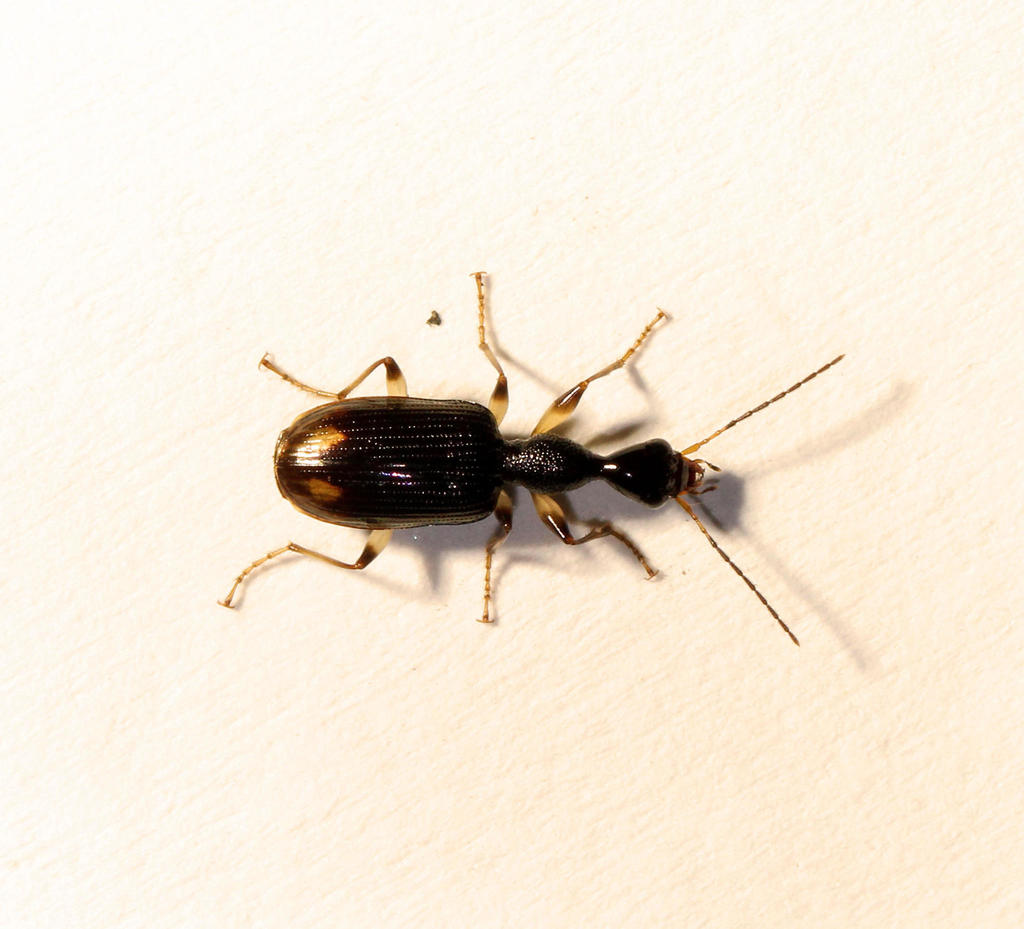 Eucolliuris natalensis