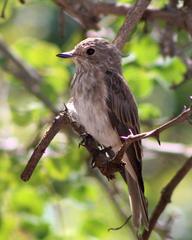 Muscicapa striata striata