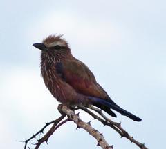 Coracias naevius mosambicus
