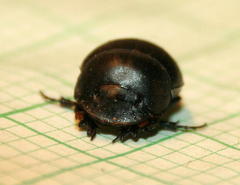 Metacatharsius opacus