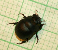 Metacatharsius opacus