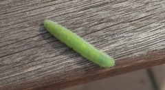 Pieris