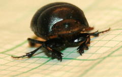 Metacatharsius opacus