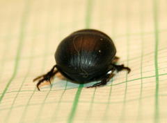 Metacatharsius opacus