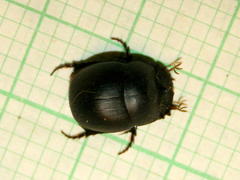 Metacatharsius opacus